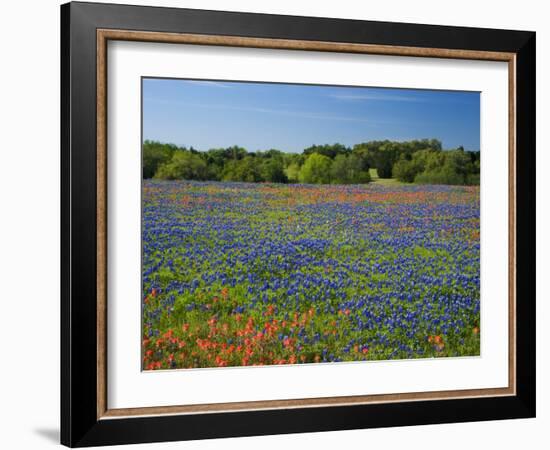 Blue Bonnets and Indian Paintbrush with Oak Trees in Distance, Near Independence, Texas, USA-Darrell Gulin-Framed Photographic Print