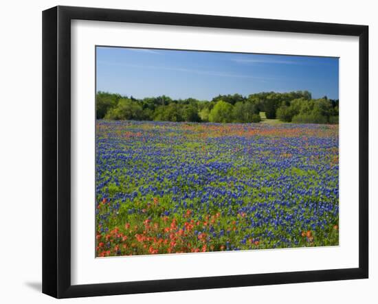 Blue Bonnets and Indian Paintbrush with Oak Trees in Distance, Near Independence, Texas, USA-Darrell Gulin-Framed Photographic Print