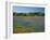 Blue Bonnets and Indian Paintbrush with Oak Trees in Distance, Near Independence, Texas, USA-Darrell Gulin-Framed Photographic Print