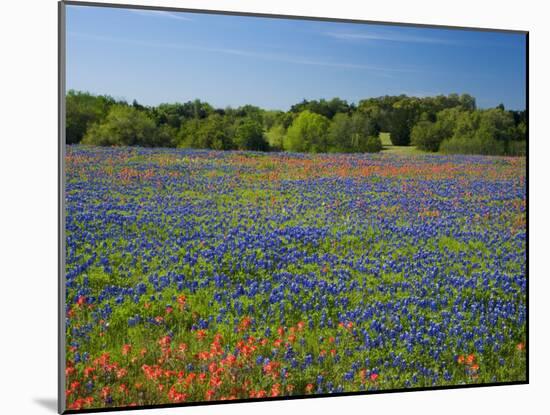 Blue Bonnets and Indian Paintbrush with Oak Trees in Distance, Near Independence, Texas, USA-Darrell Gulin-Mounted Photographic Print