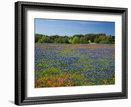 Blue Bonnets and Indian Paintbrush with Oak Trees in Distance, Near Independence, Texas, USA-Darrell Gulin-Framed Photographic Print