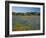 Blue Bonnets and Indian Paintbrush with Oak Trees in Distance, Near Independence, Texas, USA-Darrell Gulin-Framed Photographic Print