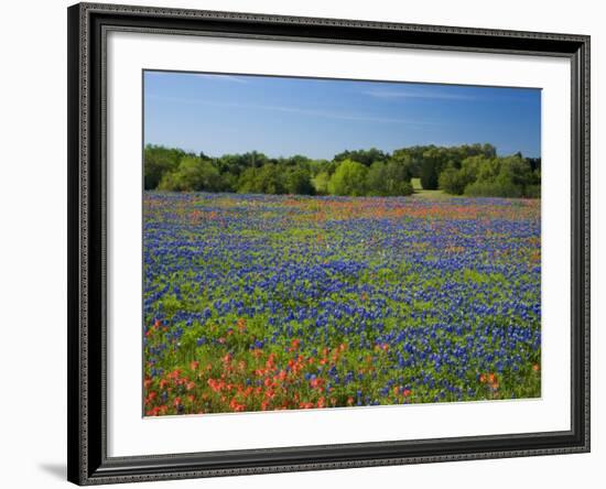 Blue Bonnets and Indian Paintbrush with Oak Trees in Distance, Near Independence, Texas, USA-Darrell Gulin-Framed Photographic Print
