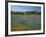 Blue Bonnets and Indian Paintbrush with Oak Trees in Distance, Near Independence, Texas, USA-Darrell Gulin-Framed Photographic Print