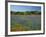 Blue Bonnets and Indian Paintbrush with Oak Trees in Distance, Near Independence, Texas, USA-Darrell Gulin-Framed Photographic Print