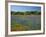 Blue Bonnets and Indian Paintbrush with Oak Trees in Distance, Near Independence, Texas, USA-Darrell Gulin-Framed Photographic Print