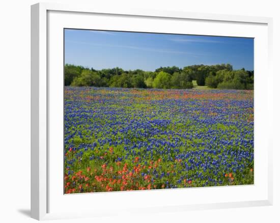 Blue Bonnets and Indian Paintbrush with Oak Trees in Distance, Near Independence, Texas, USA-Darrell Gulin-Framed Photographic Print