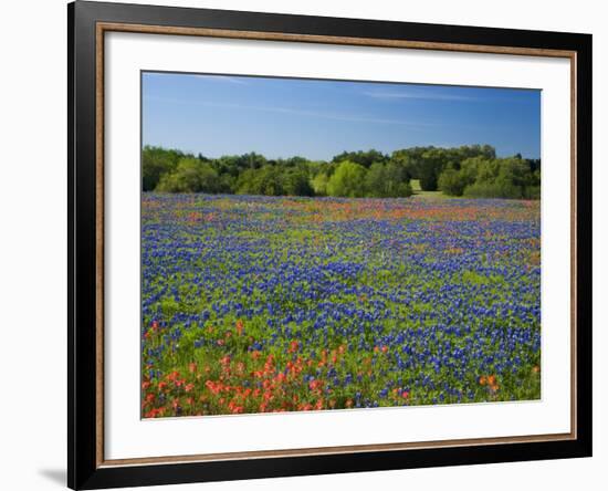 Blue Bonnets and Indian Paintbrush with Oak Trees in Distance, Near Independence, Texas, USA-Darrell Gulin-Framed Photographic Print