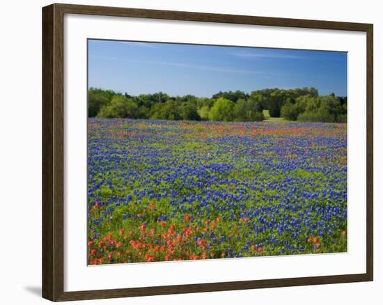 Blue Bonnets and Indian Paintbrush with Oak Trees in Distance, Near Independence, Texas, USA-Darrell Gulin-Framed Photographic Print