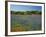 Blue Bonnets and Indian Paintbrush with Oak Trees in Distance, Near Independence, Texas, USA-Darrell Gulin-Framed Photographic Print