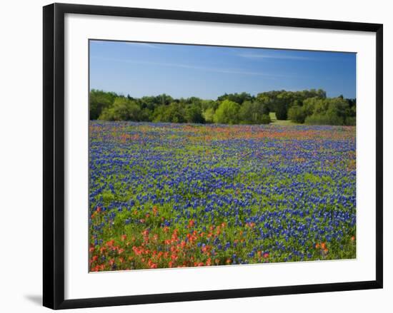 Blue Bonnets and Indian Paintbrush with Oak Trees in Distance, Near Independence, Texas, USA-Darrell Gulin-Framed Photographic Print