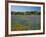 Blue Bonnets and Indian Paintbrush with Oak Trees in Distance, Near Independence, Texas, USA-Darrell Gulin-Framed Photographic Print