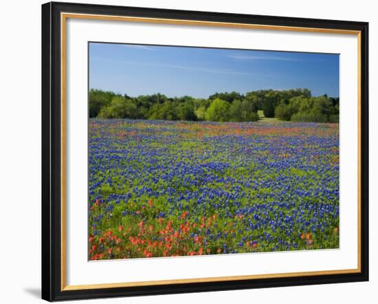 Blue Bonnets and Indian Paintbrush with Oak Trees in Distance, Near Independence, Texas, USA-Darrell Gulin-Framed Photographic Print