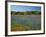 Blue Bonnets and Indian Paintbrush with Oak Trees in Distance, Near Independence, Texas, USA-Darrell Gulin-Framed Photographic Print