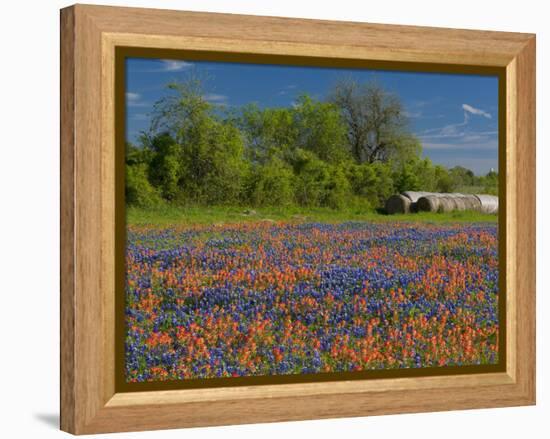 Blue Bonnets and Indian Paintbrush with Oak Trees in Distance, Near Independence, Texas, USA-Darrell Gulin-Framed Premier Image Canvas