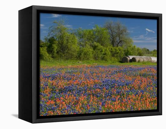 Blue Bonnets and Indian Paintbrush with Oak Trees in Distance, Near Independence, Texas, USA-Darrell Gulin-Framed Premier Image Canvas