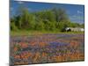 Blue Bonnets and Indian Paintbrush with Oak Trees in Distance, Near Independence, Texas, USA-Darrell Gulin-Mounted Photographic Print