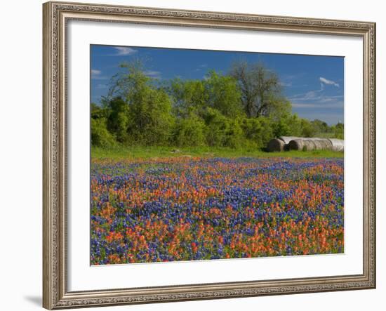 Blue Bonnets and Indian Paintbrush with Oak Trees in Distance, Near Independence, Texas, USA-Darrell Gulin-Framed Photographic Print