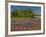 Blue Bonnets and Indian Paintbrush with Oak Trees in Distance, Near Independence, Texas, USA-Darrell Gulin-Framed Photographic Print