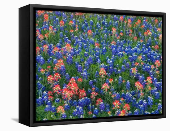 Blue Bonnets and Paint Brush in Texas Hill Country, USA-Darrell Gulin-Framed Premier Image Canvas