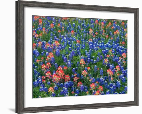 Blue Bonnets and Paint Brush in Texas Hill Country, USA-Darrell Gulin-Framed Photographic Print