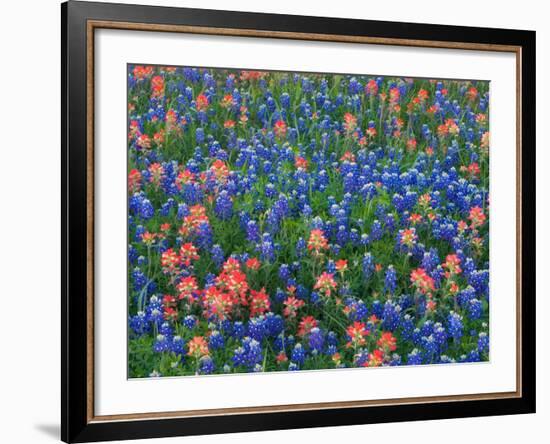 Blue Bonnets and Paint Brush in Texas Hill Country, USA-Darrell Gulin-Framed Photographic Print