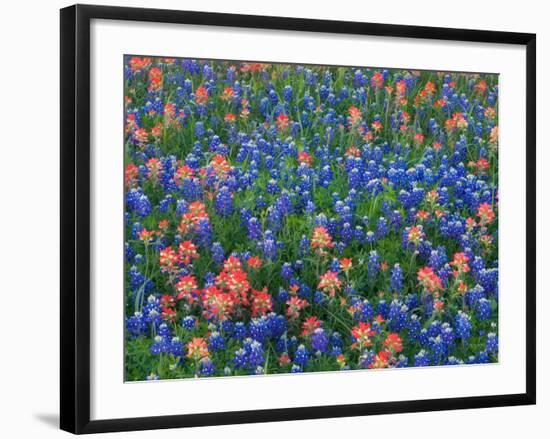 Blue Bonnets and Paint Brush in Texas Hill Country, USA-Darrell Gulin-Framed Photographic Print