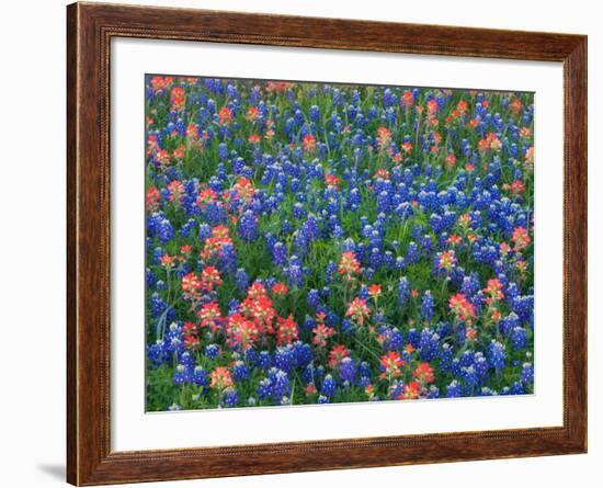 Blue Bonnets and Paint Brush in Texas Hill Country, USA-Darrell Gulin-Framed Photographic Print