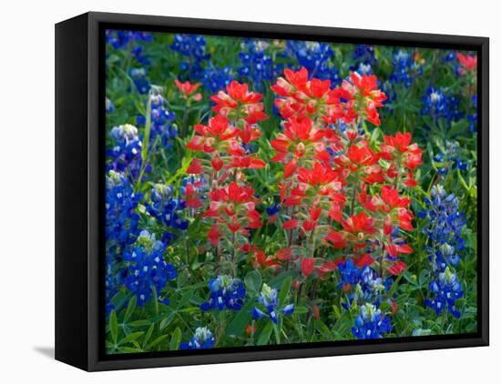 Blue Bonnets and Paint Brush in Texas Hill Country, USA-Darrell Gulin-Framed Premier Image Canvas