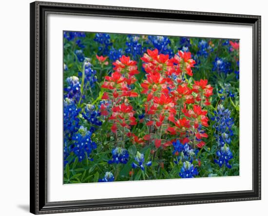 Blue Bonnets and Paint Brush in Texas Hill Country, USA-Darrell Gulin-Framed Photographic Print