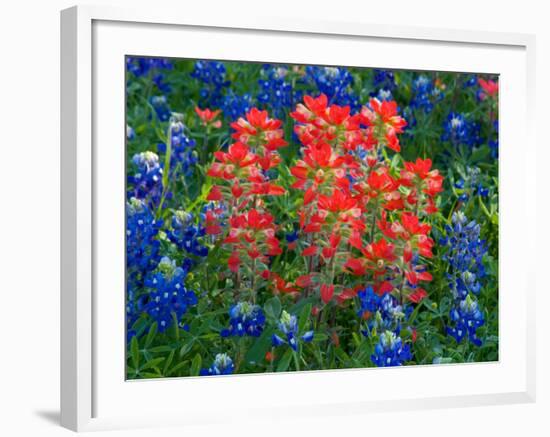 Blue Bonnets and Paint Brush in Texas Hill Country, USA-Darrell Gulin-Framed Photographic Print