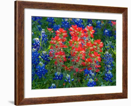 Blue Bonnets and Paint Brush in Texas Hill Country, USA-Darrell Gulin-Framed Photographic Print