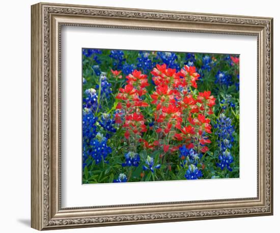 Blue Bonnets and Paint Brush in Texas Hill Country, USA-Darrell Gulin-Framed Photographic Print