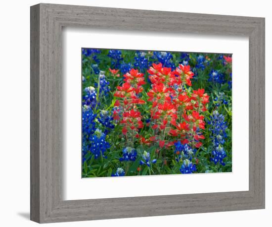 Blue Bonnets and Paint Brush in Texas Hill Country, USA-Darrell Gulin-Framed Photographic Print