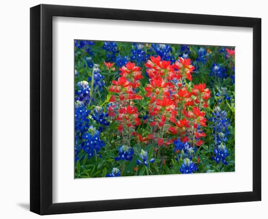 Blue Bonnets and Paint Brush in Texas Hill Country, USA-Darrell Gulin-Framed Photographic Print