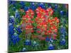 Blue Bonnets and Paint Brush in Texas Hill Country, USA-Darrell Gulin-Mounted Photographic Print