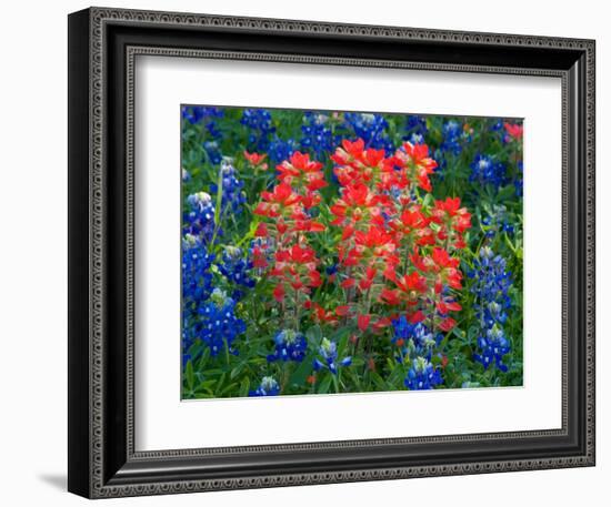 Blue Bonnets and Paint Brush in Texas Hill Country, USA-Darrell Gulin-Framed Photographic Print