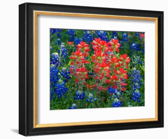 Blue Bonnets and Paint Brush in Texas Hill Country, USA-Darrell Gulin-Framed Photographic Print