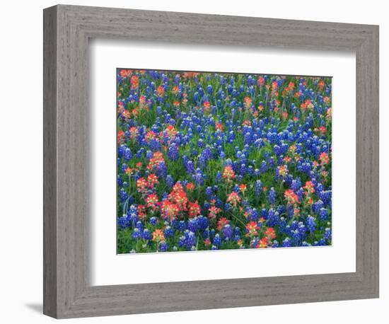 Blue Bonnets and Paint Brush in Texas Hill Country, USA-Darrell Gulin-Framed Photographic Print