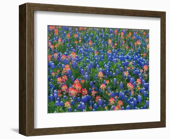 Blue Bonnets and Paint Brush in Texas Hill Country, USA-Darrell Gulin-Framed Photographic Print