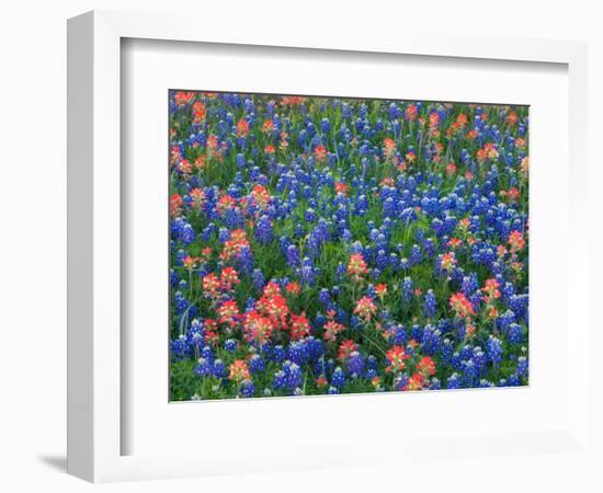 Blue Bonnets and Paint Brush in Texas Hill Country, USA-Darrell Gulin-Framed Photographic Print