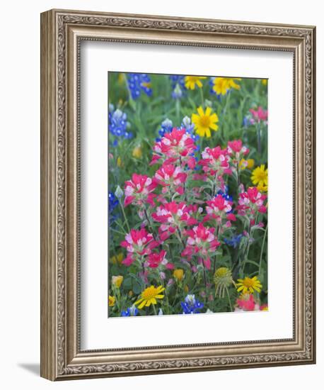 Blue Bonnets, Arnica, and Indian Paintbrush, Near Cuero, Texas, USA-Darrell Gulin-Framed Photographic Print