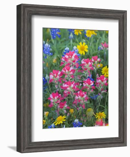 Blue Bonnets, Arnica, and Indian Paintbrush, Near Cuero, Texas, USA-Darrell Gulin-Framed Photographic Print