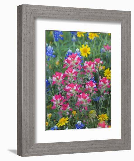 Blue Bonnets, Arnica, and Indian Paintbrush, Near Cuero, Texas, USA-Darrell Gulin-Framed Photographic Print