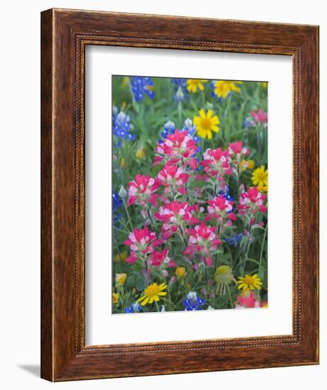 Blue Bonnets, Arnica, and Indian Paintbrush, Near Cuero, Texas, USA-Darrell Gulin-Framed Photographic Print