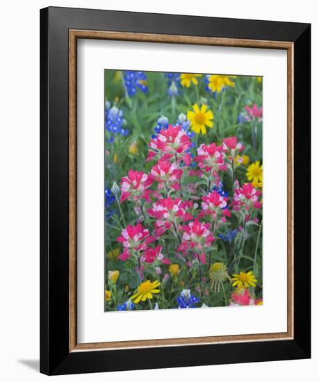 Blue Bonnets, Arnica, and Indian Paintbrush, Near Cuero, Texas, USA-Darrell Gulin-Framed Photographic Print