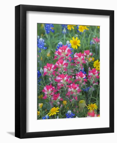 Blue Bonnets, Arnica, and Indian Paintbrush, Near Cuero, Texas, USA-Darrell Gulin-Framed Photographic Print