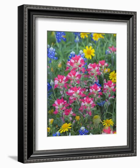 Blue Bonnets, Arnica, and Indian Paintbrush, Near Cuero, Texas, USA-Darrell Gulin-Framed Photographic Print