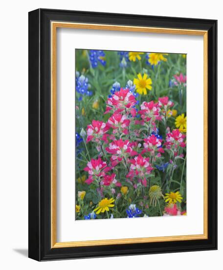 Blue Bonnets, Arnica, and Indian Paintbrush, Near Cuero, Texas, USA-Darrell Gulin-Framed Photographic Print