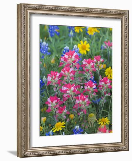 Blue Bonnets, Arnica, and Indian Paintbrush, Near Cuero, Texas, USA-Darrell Gulin-Framed Photographic Print